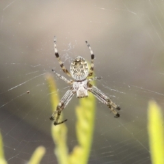 Araneus hamiltoni (Hamilton's Orb Weaver) at Bruce Ridge - 27 Sep 2021 by AlisonMilton