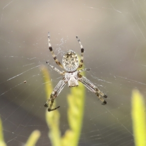 Araneus hamiltoni at Bruce, ACT - 27 Sep 2021 02:22 PM