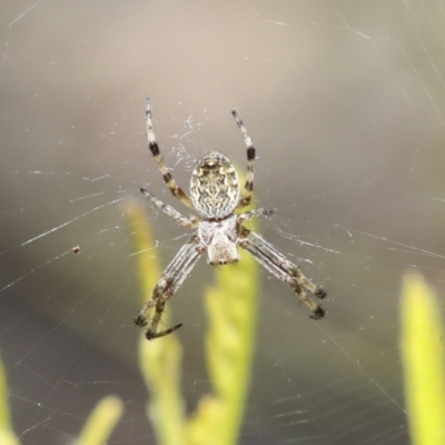 Araneus hamiltoni (Hamilton's Orb Weaver) at Bruce, ACT - 27 Sep 2021 by AlisonMilton