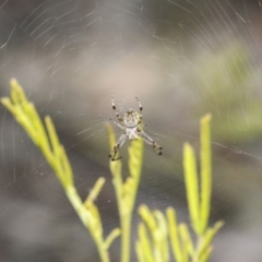 Araneus hamiltoni at Bruce, ACT - 27 Sep 2021