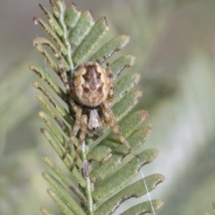 Araneus hamiltoni at Bruce, ACT - 27 Sep 2021