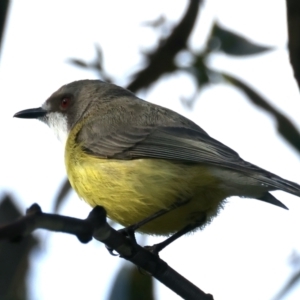 Gerygone olivacea at Pialligo, ACT - 28 Sep 2021