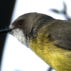 Gerygone olivacea at Pialligo, ACT - 28 Sep 2021