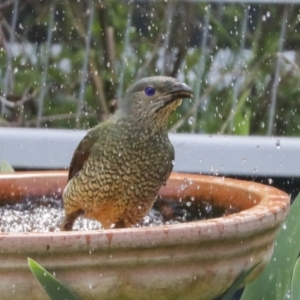 Ptilonorhynchus violaceus at Higgins, ACT - 21 Sep 2021