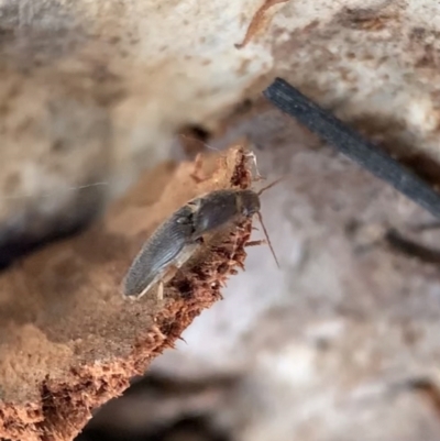 Monocrepidius (genus) (Click beetle) at Murrumbateman, NSW - 28 Sep 2021 by SimoneC