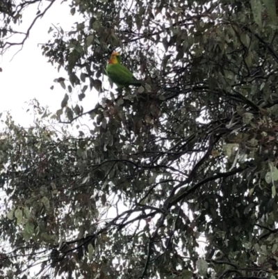 Polytelis swainsonii (Superb Parrot) at Weston, ACT - 29 Sep 2021 by kattykat