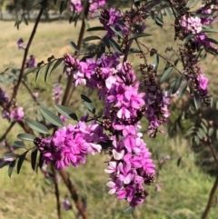 Indigofera australis subsp. australis (Australian Indigo) at McQuoids Hill - 28 Sep 2021 by kattykat