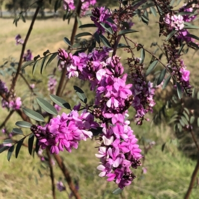 Indigofera australis subsp. australis (Australian Indigo) at McQuoids Hill - 28 Sep 2021 by kattykat