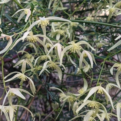 Clematis leptophylla (Small-leaf Clematis, Old Man's Beard) at O'Connor, ACT - 14 Sep 2021 by rossleetabak