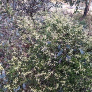 Clematis leptophylla at O'Connor, ACT - suppressed