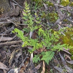 Cheilanthes sieberi subsp. sieberi (Narrow Rock Fern) at O'Connor, ACT - 14 Sep 2021 by rossleetabak