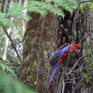 Platycercus elegans at Acton, ACT - suppressed