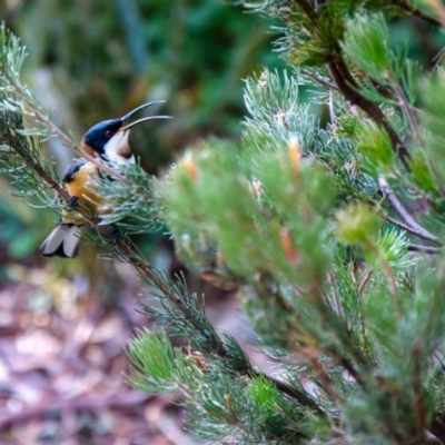 Acanthorhynchus tenuirostris (Eastern Spinebill) at ANBG - 29 Apr 2021 by rossleetabak