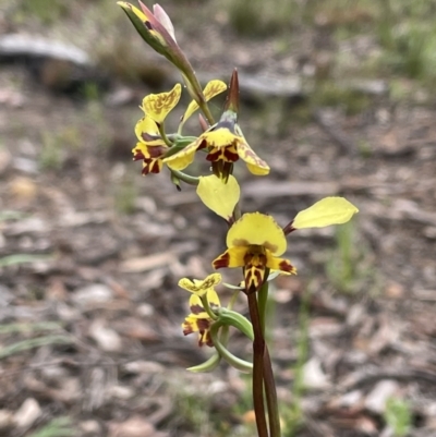Diuris nigromontana (Black Mountain Leopard Orchid) at Bruce Ridge to Gossan Hill - 28 Sep 2021 by Wen