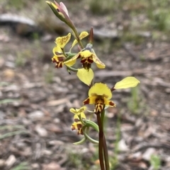 Diuris nigromontana (Black Mountain Leopard Orchid) at Bruce, ACT - 28 Sep 2021 by Wen