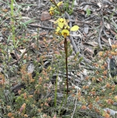 Diuris nigromontana at Bruce, ACT - 29 Sep 2021