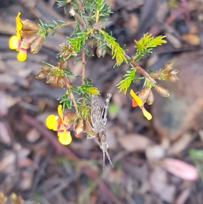 Coryphistes ruricola (Bark-mimicking Grasshopper) at ANBG - 29 Sep 2021 by Harrisi