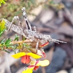 Coryphistes ruricola at Downer, ACT - 30 Sep 2021