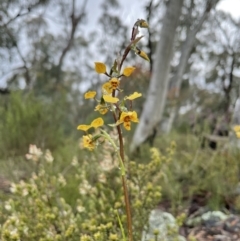 Diuris nigromontana (Black Mountain Leopard Orchid) at Gossan Hill - 29 Sep 2021 by Wen