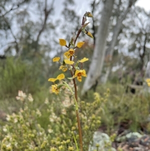 Diuris nigromontana at Bruce, ACT - suppressed