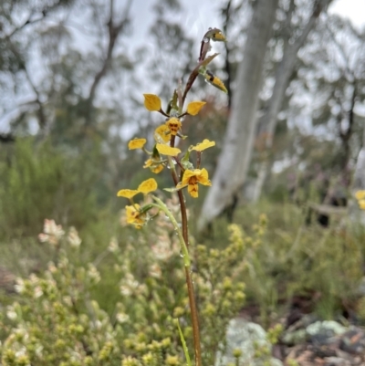 Diuris nigromontana (Black Mountain Leopard Orchid) at Bruce Ridge to Gossan Hill - 29 Sep 2021 by Wen