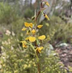 Diuris nigromontana at Bruce, ACT - suppressed