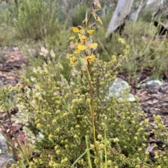 Diuris nigromontana at Bruce, ACT - suppressed