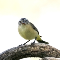 Acanthiza chrysorrhoa (Yellow-rumped Thornbill) at Pialligo, ACT - 28 Sep 2021 by jb2602