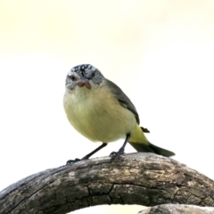 Acanthiza chrysorrhoa (Yellow-rumped Thornbill) at Mount Ainslie - 28 Sep 2021 by jbromilow50