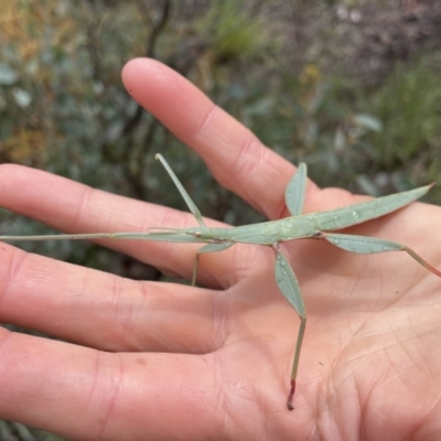 Tropidoderus childrenii (Children's stick-insect) at O'Connor, ACT - 30 Sep 2021 by staceytaylor