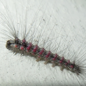 Anestia (genus) at Flynn, ACT - 28 Sep 2021 05:26 PM