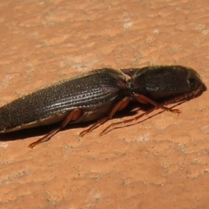 Monocrepidus (genus) at Flynn, ACT - 28 Sep 2021 06:31 PM