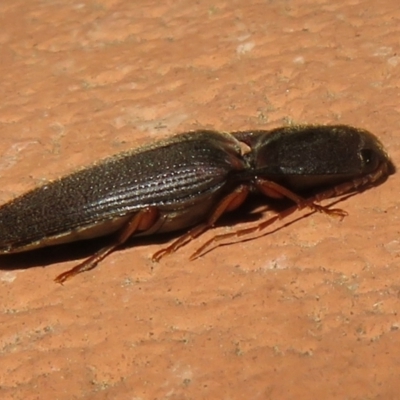 Monocrepidius (genus) (Click beetle) at Flynn, ACT - 28 Sep 2021 by Christine