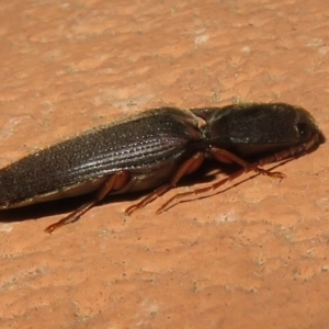 Monocrepidus sp. (genus) at Flynn, ACT - 28 Sep 2021