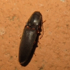 Monocrepidus sp. (genus) at Flynn, ACT - 28 Sep 2021