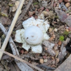 Geastrum sp. (Geastrum sp.) at Hall, ACT - 28 Sep 2021 by Christine