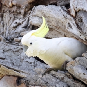 Cacatua galerita at Pialligo, ACT - 28 Sep 2021