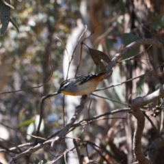 Pardalotus punctatus (Spotted Pardalote) at Tuggeranong Hill - 17 Sep 2021 by RAllen