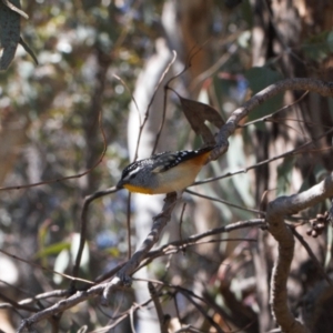 Pardalotus punctatus at Theodore, ACT - 17 Sep 2021