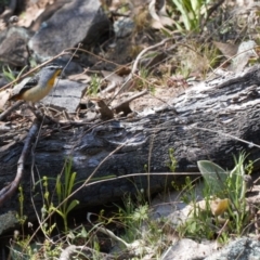 Pardalotus punctatus at Theodore, ACT - suppressed