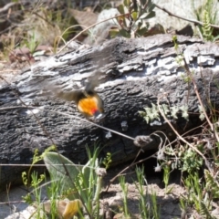 Pardalotus punctatus at Theodore, ACT - suppressed