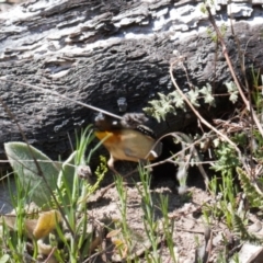 Pardalotus punctatus at Theodore, ACT - suppressed