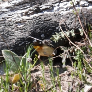 Pardalotus punctatus at Theodore, ACT - suppressed