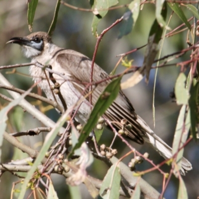 Philemon citreogularis (Little Friarbird) at Albury - 28 Sep 2021 by PaulF