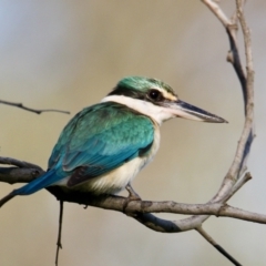 Todiramphus sanctus (Sacred Kingfisher) at Albury - 28 Sep 2021 by PaulF