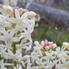 Stackhousia monogyna (Creamy Candles) at Hall, ACT - 29 Sep 2021 by Christine