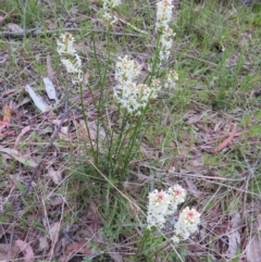 Stackhousia monogyna at Hall, ACT - 29 Sep 2021