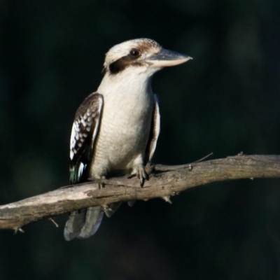 Dacelo novaeguineae (Laughing Kookaburra) at Splitters Creek, NSW - 28 Sep 2021 by PaulF