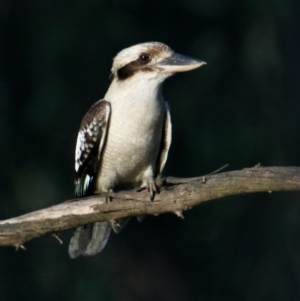 Dacelo novaeguineae at Splitters Creek, NSW - 28 Sep 2021