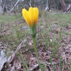 Microseris walteri at Hall, ACT - 29 Sep 2021 07:22 AM